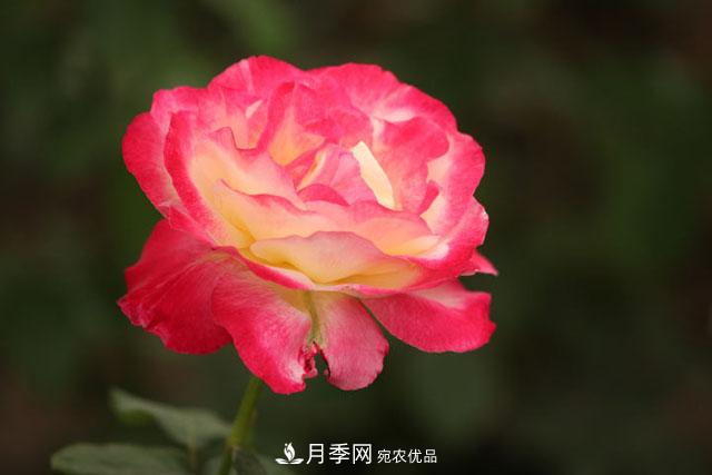 月季遇到詩(shī)詞，一起來(lái)賞析(圖1)