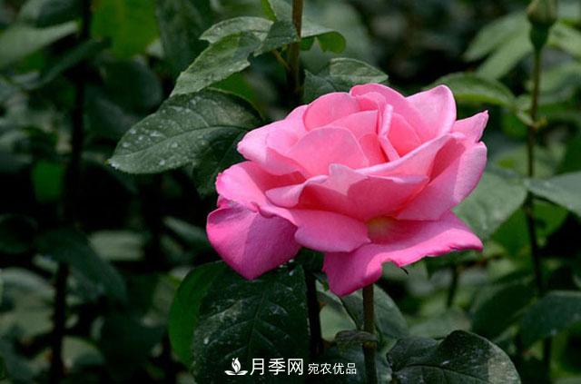 月季遇到詩(shī)詞，一起來(lái)賞析(圖2)