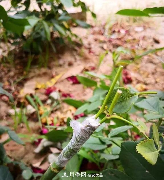 青島路邊用月季美化，開的月季花比拳頭大，原來是月季嫁接的薔薇(圖3)