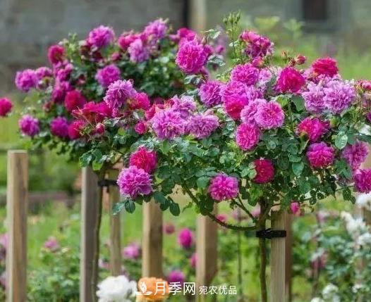 青島路邊用月季美化，開的月季花比拳頭大，原來是月季嫁接的薔薇(圖2)