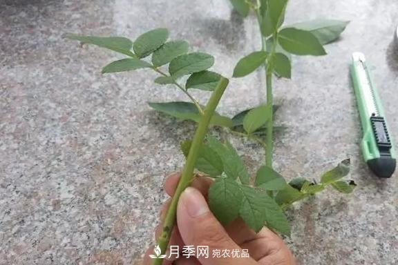 青島路邊用月季美化，開的月季花比拳頭大，原來是月季嫁接的薔薇(圖4)