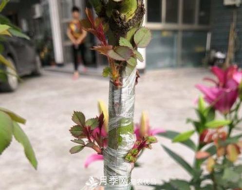 青島路邊用月季美化，開的月季花比拳頭大，原來是月季嫁接的薔薇(圖5)