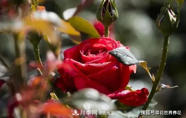 養(yǎng)月季就要用淺盆，月季開花不好換個(gè)盆，天天爆花(圖1)