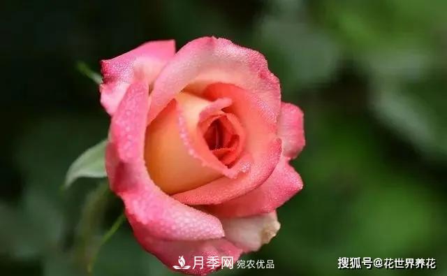 養(yǎng)月季就要用淺盆，月季開花不好換個(gè)盆，天天爆花(圖2)