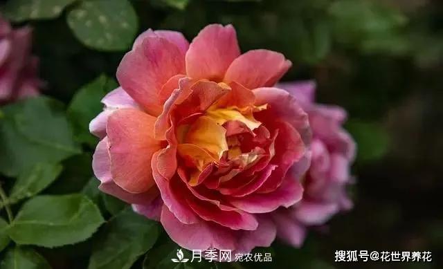 養(yǎng)月季就要用淺盆，月季開花不好換個(gè)盆，天天爆花(圖3)