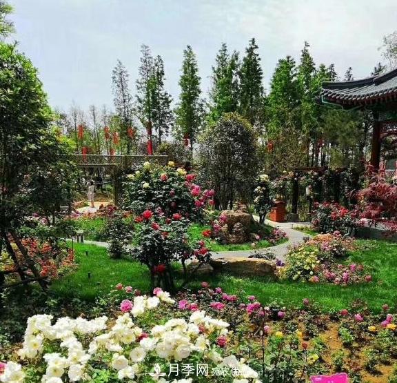 南陽(yáng)世界月季大觀園：只愛園中月季美，不羨他鄉(xiāng)百花艷(圖2)