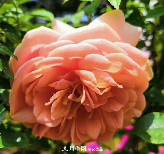 南陽(yáng)世界月季大觀園：只愛園中月季美，不羨他鄉(xiāng)百花艷(圖4)