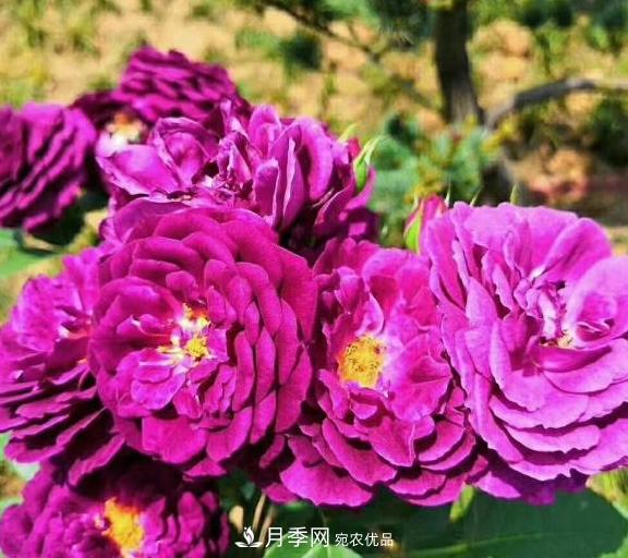 南陽(yáng)世界月季大觀園：只愛園中月季美，不羨他鄉(xiāng)百花艷(圖5)