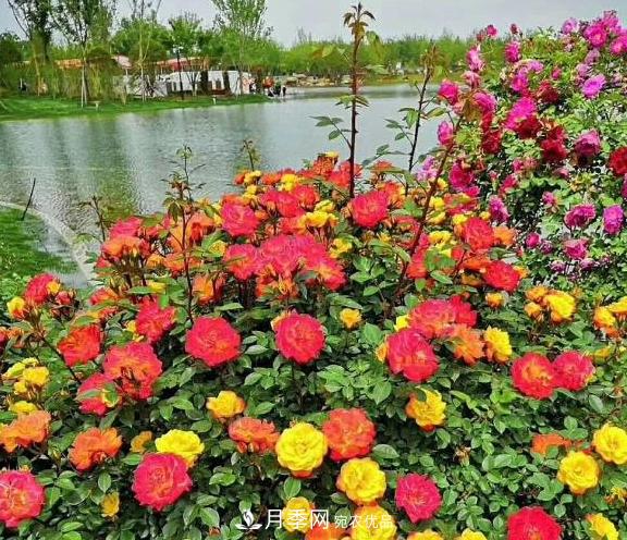 南陽(yáng)世界月季大觀園：只愛園中月季美，不羨他鄉(xiāng)百花艷(圖3)