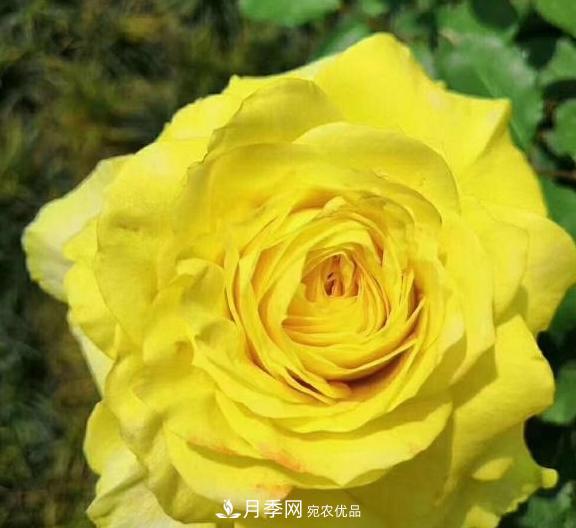 南陽(yáng)世界月季大觀園：只愛園中月季美，不羨他鄉(xiāng)百花艷(圖6)