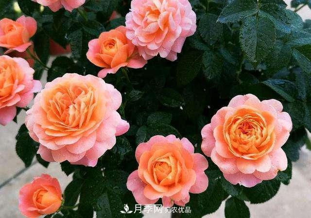月季花施肥需要注意什么？(圖1)