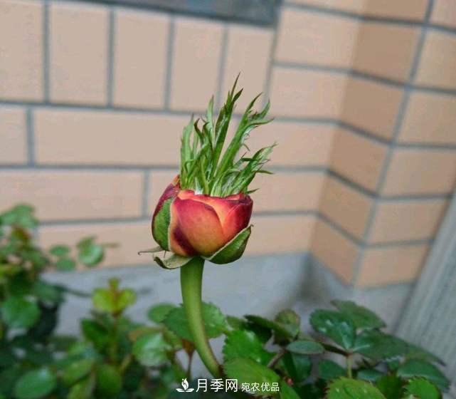 月季花施肥需要注意什么？(圖2)