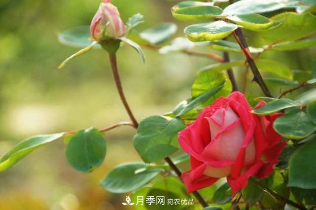 月季花施肥需要注意什么？(圖3)