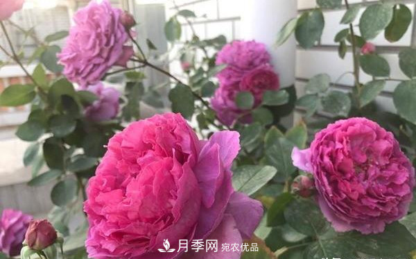 大花月季有多少個品種？大花月季品種大全！(圖2)