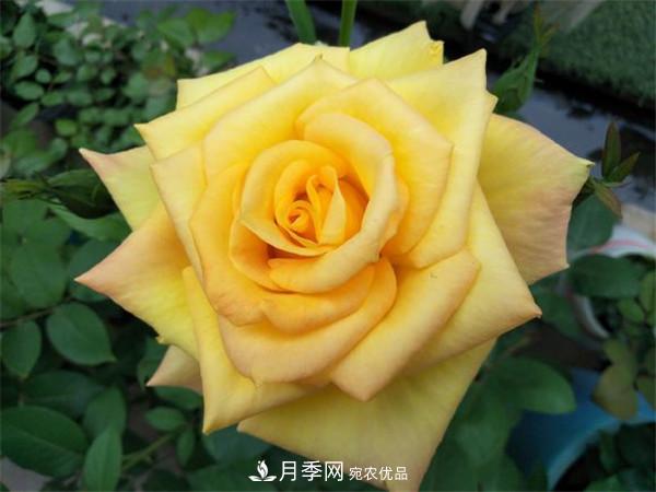 大花月季有多少個品種？大花月季品種大全！(圖4)
