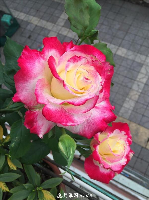 大花月季有多少個品種？大花月季品種大全！(圖6)