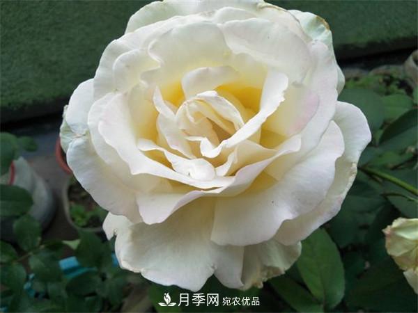 大花月季有多少個品種？大花月季品種大全！(圖8)