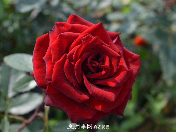 大花月季有多少個品種？大花月季品種大全！(圖9)