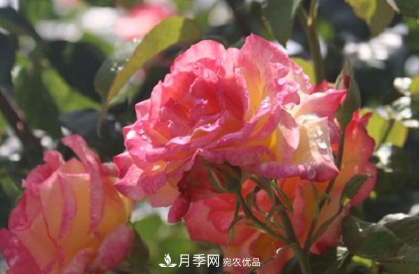月季總是長(zhǎng)不好？這樣修剪就對(duì)了！(圖1)