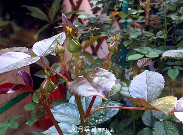 月季的常備藥品有哪些？收好了！(圖1)