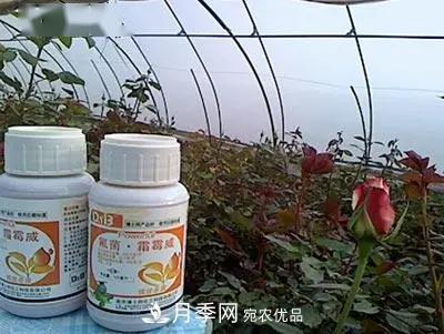 月季的常備藥品有哪些？收好了！(圖8)