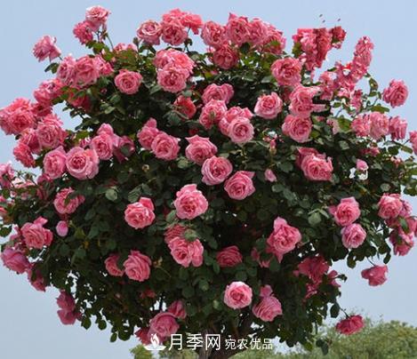 樹狀月季是用什么樹做樹樁？(圖3)