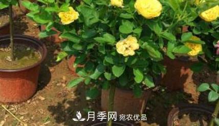 樹狀月季是用什么樹做樹樁？(圖1)