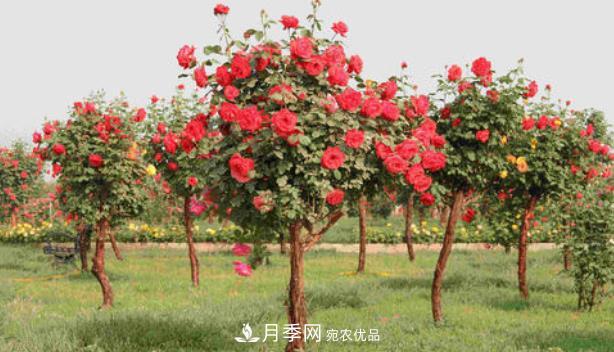 樹狀月季是用什么樹做樹樁？(圖2)
