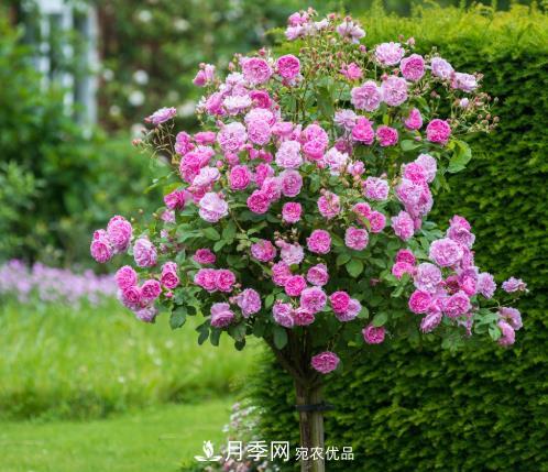 樹狀月季是用什么樹做樹樁？(圖4)