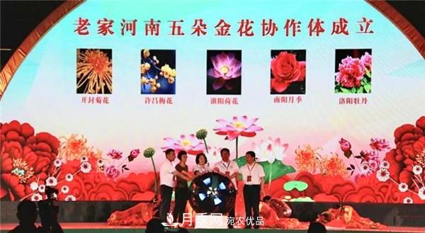 “老家河南·五朵金花”究竟是誰？南陽月季榜上有名(圖1)