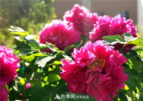 “老家河南·五朵金花”究竟是誰？南陽月季榜上有名(圖2)