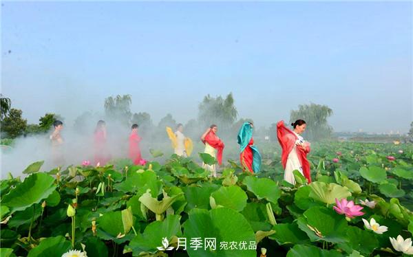 “老家河南·五朵金花”究竟是誰？南陽月季榜上有名(圖3)