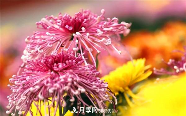 “老家河南·五朵金花”究竟是誰？南陽月季榜上有名(圖4)
