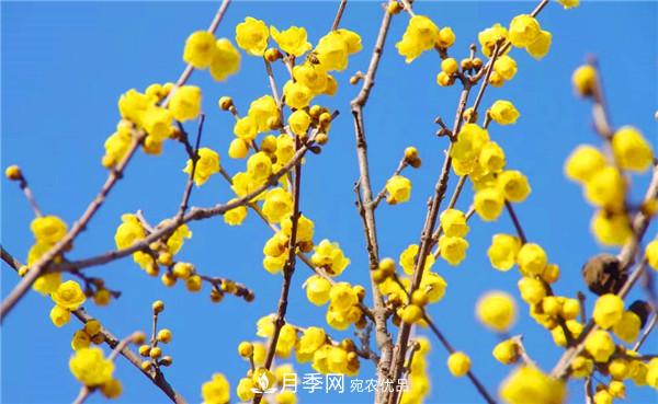 “老家河南·五朵金花”究竟是誰？南陽月季榜上有名(圖5)