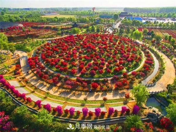 “老家河南·五朵金花”究竟是誰？南陽月季榜上有名(圖7)