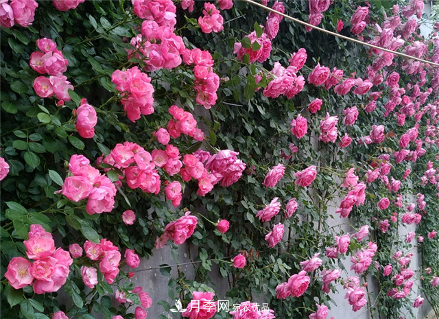 6種藤本月季，花墻養(yǎng)成必選品種，四季開花不停歇(圖1)