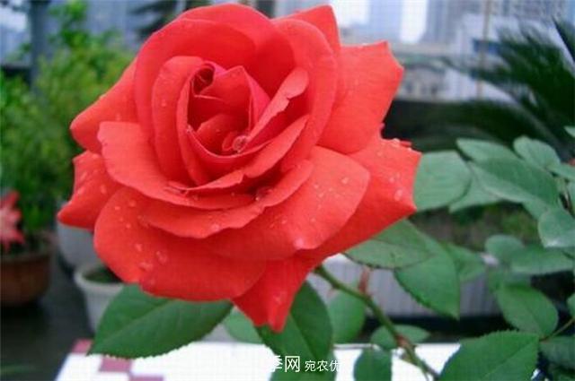6種藤本月季，花墻養(yǎng)成必選品種，四季開花不停歇(圖2)