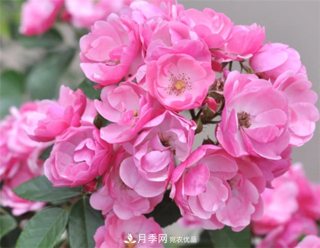 6種藤本月季，花墻養(yǎng)成必選品種，四季開花不停歇(圖4)