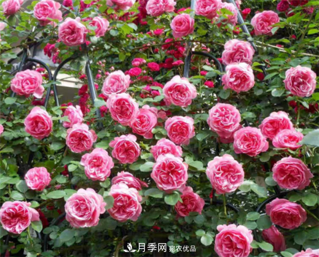 6種藤本月季，花墻養(yǎng)成必選品種，四季開花不停歇(圖5)