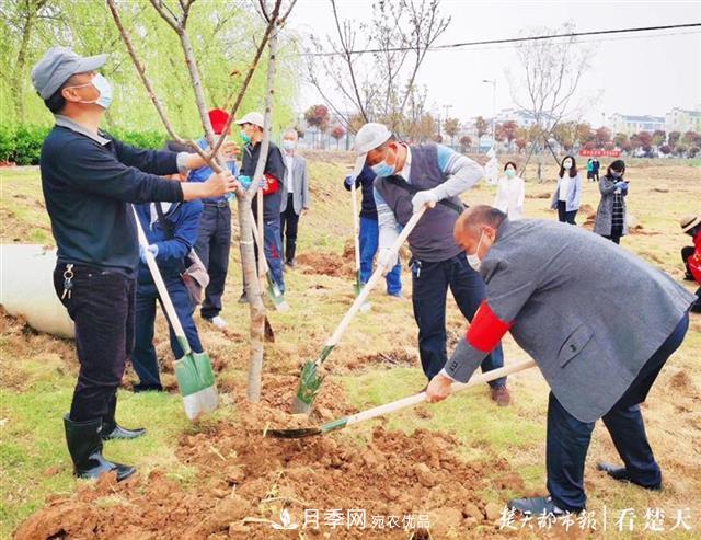 2019年武漢綠化成績(jī)單：建成303公里綠道，新栽月季100萬株……(圖3)