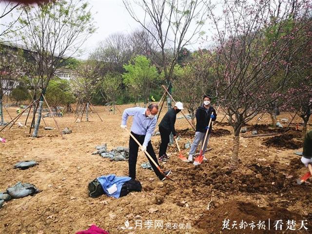 2019年武漢綠化成績(jī)單：建成303公里綠道，新栽月季100萬株……(圖2)