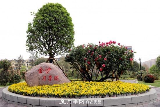 備好鮮花迎國(guó)慶 你家的月季花修剪了嗎！(圖2)