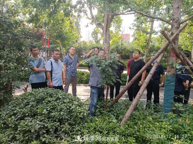 備好鮮花迎國(guó)慶 你家的月季花修剪了嗎！(圖1)