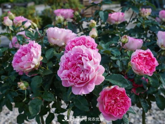 夏天暴雨天，月季發(fā)黃枯萎，2個原因需要解決(圖2)