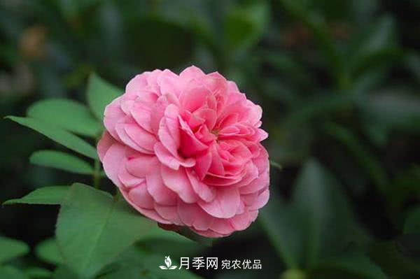 達芬奇“粉色月季”令人驚艷，生長快開花重瓣，開花太美(圖1)
