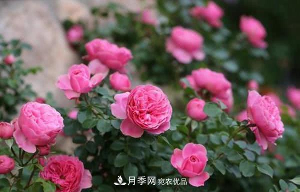 達芬奇“粉色月季”令人驚艷，生長快開花重瓣，開花太美(圖2)