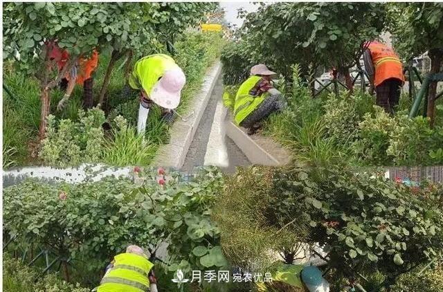 山東濟(jì)南歷城區(qū)唐冶西路的樹(shù)狀月季花?！懊廊缙G”(圖4)