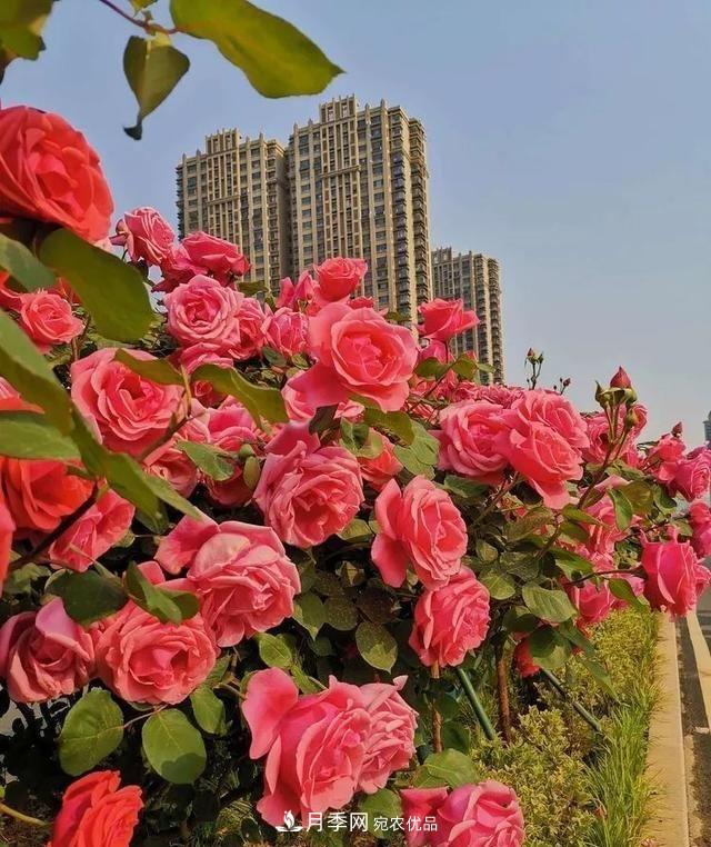 山東濟(jì)南歷城區(qū)唐冶西路的樹(shù)狀月季花?！懊廊缙G”(圖5)