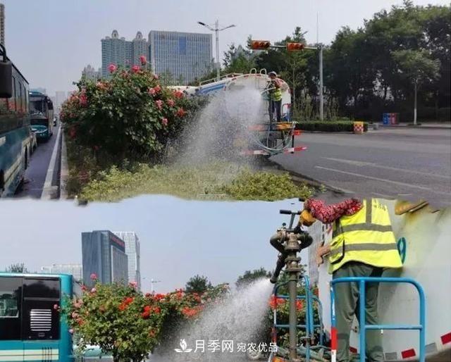 山東濟(jì)南歷城區(qū)唐冶西路的樹(shù)狀月季花?！懊廊缙G”(圖3)