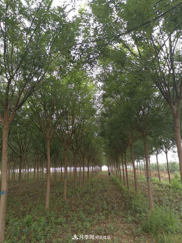 浙江滕頭園林今年做了兩件事，第二件將為你省一大筆錢！(圖1)